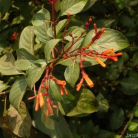 Hamelia patens Jacq.